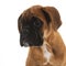 Portrait Boxer puppy on white background