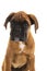 Portrait Boxer puppy on white background