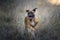 Portrait of a Boxer purebred dog running in a field