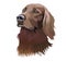 portrait of a boykin spaniel dog
