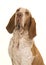 Portrait of a bracco italiano looking up isolated on a white background in a vertical image