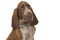 Portrait of a bracco italiano puppy isolated on a white background in a horizontal image