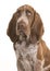 Portrait of a bracco italiano puppy isolated on a white background in a vertical image