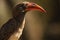 The portrait of Bradfield`s hornbill Tockus bradfieldi. Portrait of a rare hornbill in southern Africa on a brown background