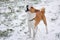 Portrait of brave Basenji dog standing on a snow covered ground