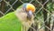 Portrait of Brazilian parrot in a zoo