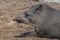 Portrait of a Brazilian Tapir
