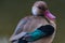 Portrait of a Brazilian Teal