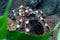 Portrait of Brazilian Whiteknee tarantula