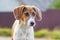 Portrait of breed dog Estonian hound with lowered ears on blurry background_