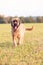 Portrait of Briard Dog on meadow