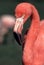 Portrait of Brightly Plumed American Flamingo