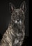 Portrait of a brindle dutch shepherd dog on a black background
