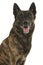 Portrait of a brindle dutch shepherd dog looking at the camera with mouth open