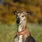 Portrait of a brindle Galgo