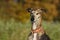 Portrait of a brindle Galgo