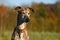 Portrait of a brindle Galgo