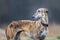 Portrait of a brindle Galgo Espanol