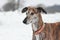 Portrait of a brindle Galgo in Winter