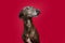 Portrait brindle greyhound looking away. Isolated on red background