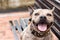 Portrait of brindle pitbull smiling and looking at the camera. Cute brown brindle dog. Tender look. sticking out his