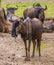 Portrait of a brindled gnu in closeup with the herd in the background, popular safari animals, tropical antelope specie from