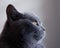 Portrait of British Blue Cat