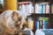 Portrait of a British cat head with a blurred library with books