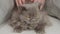 Portrait of an British longhaired cat being stroked by a man\'s hands