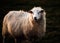 Portrait of British Sheep in the Evening