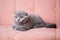 portrait of British short-haired eared grey cat sitting on a pink couch and looking at camera. kitten with bright eyes