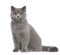 Portrait of British Shorthair cat