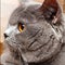 Portrait of British Shorthair cat