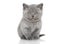 Portrait of British shorthair kitten