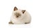 Portrait of British Shorthair Kitten lying in front. isolated