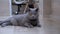 Portrait of British thoroughbred Gray Domestic Cat with Big Eyes, Lying on Floor