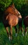 Portrait of brood mare with her foal.  posing  in the meadow at evening