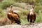 Portrait of a brown adult vultures