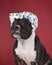 Portrait of a brown American Staffordshire terrier  amstaff  sitting