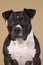 Portrait of a brown American Staffordshire terrier  amstaff  sitting in a beige background