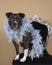 Portrait of a brown American Staffordshire terrier  amstaff  sitting in a beige background on a black baroque chair