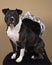 Portrait of a brown American Staffordshire terrier  amstaff  sitting in a beige background on a black baroque chair