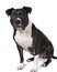 Portrait of a brown American Staffordshire terrier  amstaff  sitting isolated in white