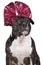 Portrait of a brown American Staffordshire terrier  amstaff  sitting with a pink bow diadem on her head