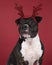 Portrait of a brown American Staffordshire terrier  amstaff  sitting with a Rudolph the rednosed reindeer diadem agains a red