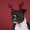 Portrait of a brown American Staffordshire terrier  amstaff  sitting with a Rudolph the rednosed reindeer diadem against a red