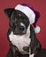 Portrait of a brown American Staffordshire terrier  amstaff  sitting with a Santa Claus hat agains a red background