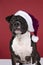 Portrait of a brown American Staffordshire terrier  amstaff  sitting with a Santa Claus hat agains a red background