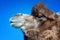 Portrait of brown bactrian camel