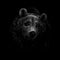 Portrait of a brown bear head on a black background.